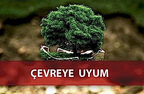 GRI 307: ÇEVREYE UYUM
